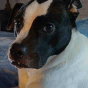 Oreo is registered to the contest to win money with this photo: dog, black_and_white, close_up, indoor, pet, canine, animal, face, fur, ears, eyes, resting, portrait, light, shadow, cute, companion, looking, calm, bed
