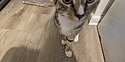Mister Kitty is registered to the contest to win money with this photo: cat, tabby_cat, indoor, wooden_floor, curious, pet, animal, closeup, flooring, paws, home_interior, kitchen, rug, feline, whiskers, ears, domestic_animal, walking, approaching, household
