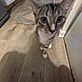cat, tabby_cat, indoor, wooden_floor, curious, pet, animal, closeup, flooring, paws, home_interior, kitchen, rug, feline, whiskers, ears, domestic_animal, walking, approaching, household