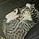 Mister Kitty