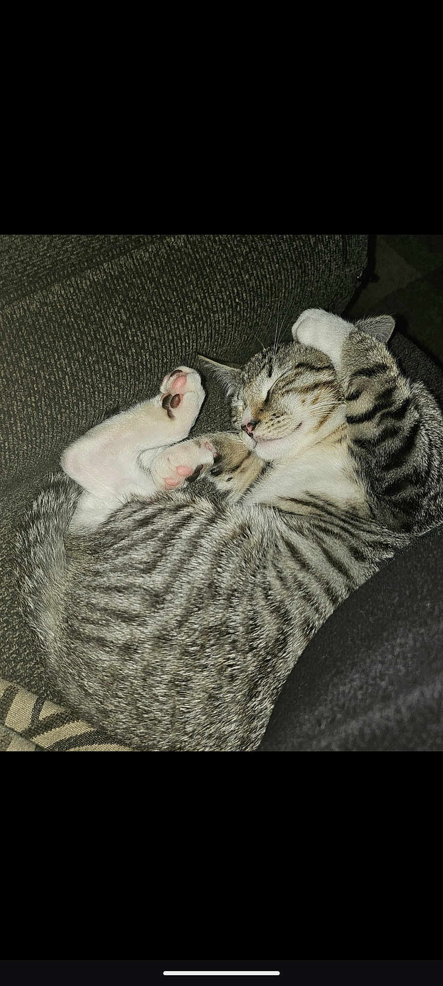 Mister Kitty
