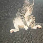 Mister Kitty joined the competition — help win amazing prizes! cat, sitting, couch, furniture, indoor, pet, striped, tabby, relaxed, paw, animal, domestic_animal, fur, whiskers, pink_paw, texture, light, shadow, blur, bright_light