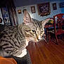 Mister Kitty is registered to the contest to win money with this photo: cat, tabby, pet, animal, indoor, couch, furniture, living_room, wood_floor, painting, wall_art, curious, close_up, whiskers, paws, ears, domestic, cozy, home, orange