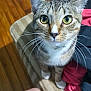 Mister Kitty is registered to the contest to win money with this photo: cat, tabby, green_eyes, whiskers, striped_cushion, wooden_floor, clothing, shorts, yin_yang_symbol, pet, curious, indoor, feline, close_up, sitting, domestic_animal, animal, looking_up, whiskers_visible, casual