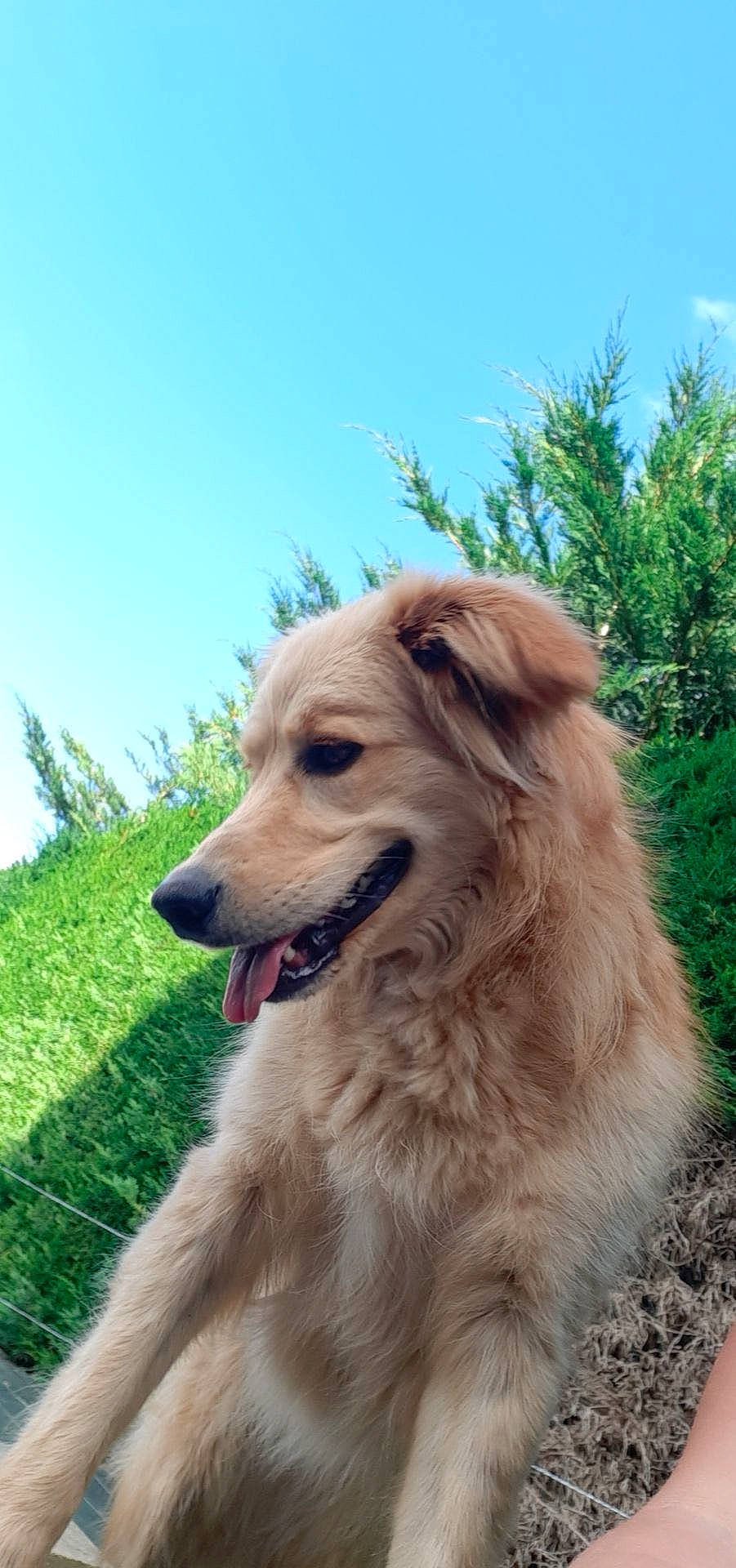 Biscotte participe au concours pour gagner de l'argent avec cette photo : canidae, carnivore, companion_dog, dog, dog_breed, fang, fawn, fur, golden_retriever, grass, gun_dog, plant, retriever, sky, snout, sporting_group, terrestrial_animal, tree, whiskers, working_dog