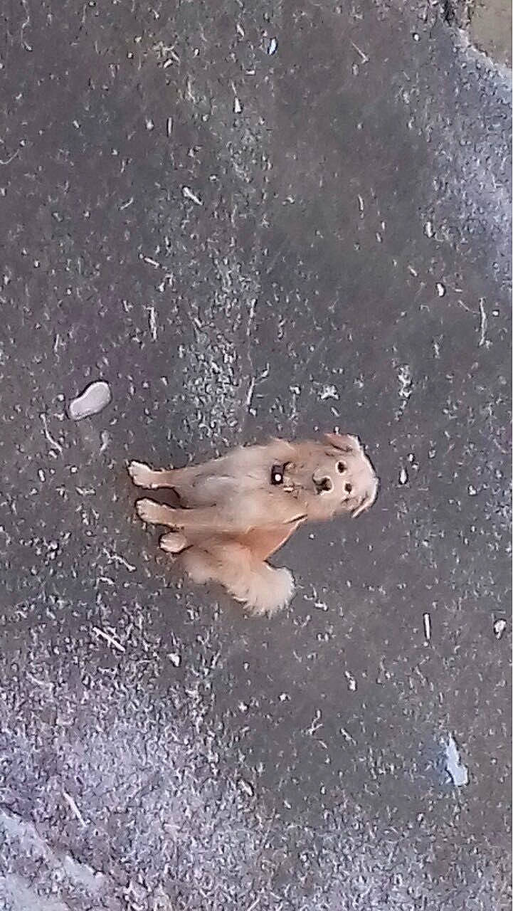 Biscotte participe au concours pour gagner de l'argent avec cette photo : _geese_and_swans, beak, bird, ducks, fawn, feather, freezing, frost, rodent, sky, snout, snow, soil, tail, tree, water, water_bird, whiskers, wildlife, winter