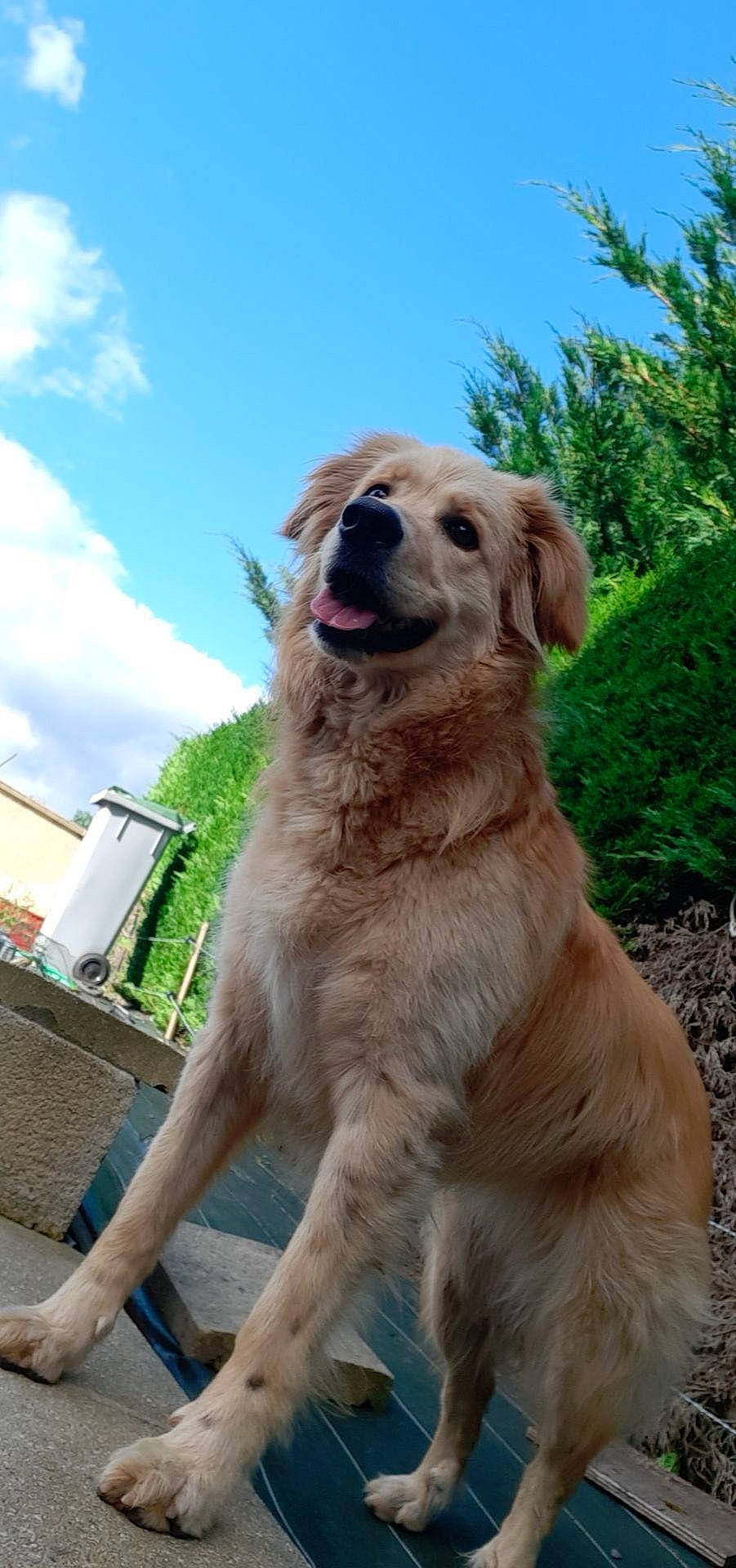 Biscotte a rejoint le concours — aidez-le/la à gagner de superbes lots ! canidae, carnivore, cloud, companion_dog, dog, dog_breed, fawn, grass, gun_dog, plant, sky, snout, sporting_group, tail, terrestrial_animal, tree, working_dog