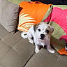 animal, brown_patch, colorful, couch, cozy, curious, cute, dog, furniture, home, indoor, living_room, looking_up, patterned_pillow, pet, pillow, seated, small_dog, textile, white_dog