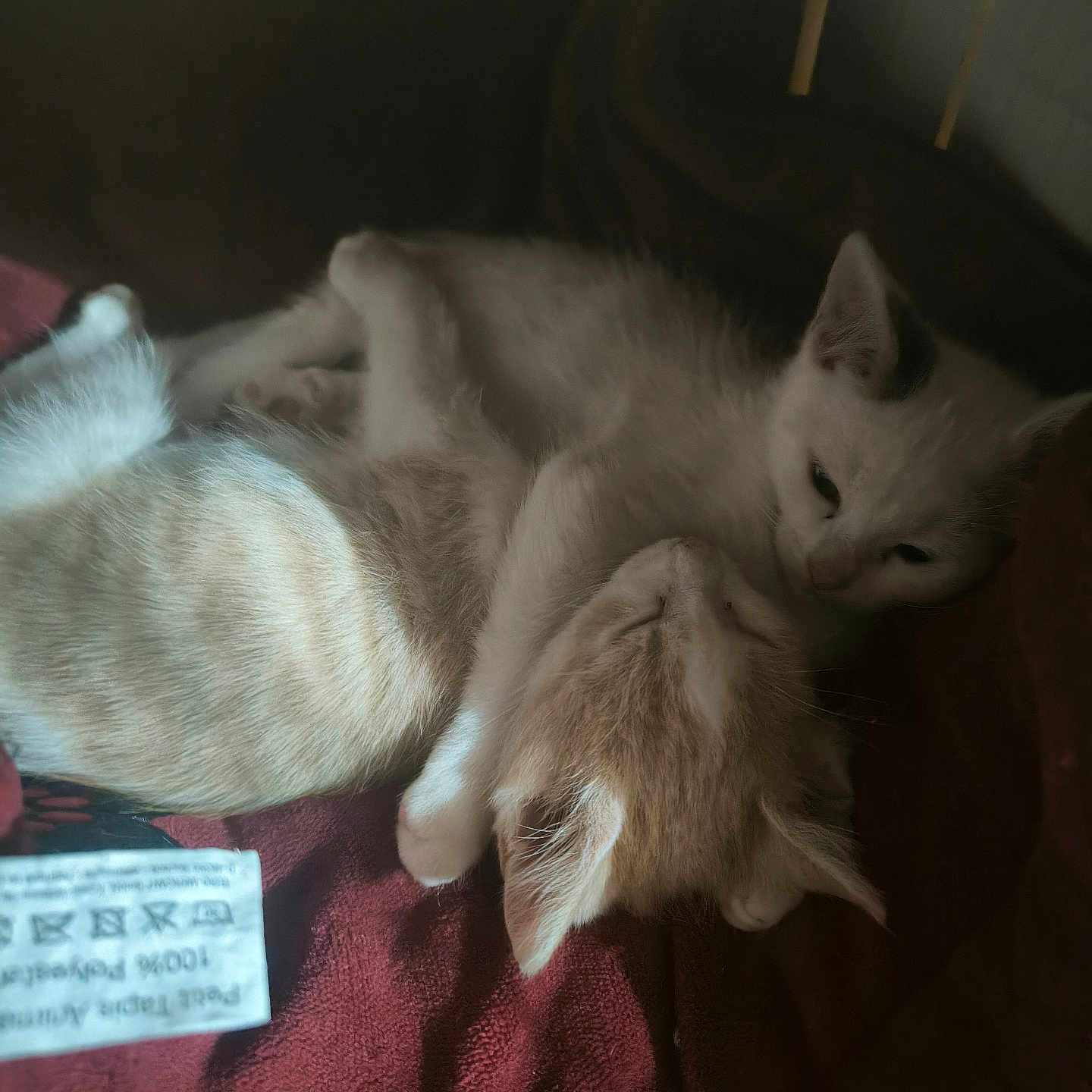 Noswie Et Renaud participe au concours pour gagner de l'argent avec cette photo : animal, blanket, cat, closeup, companion, cozy, cuddle, cute, domestic, ears, fur, indoor, kitten, pet, red, resting, sleeping, soft, two_animals, whiskers