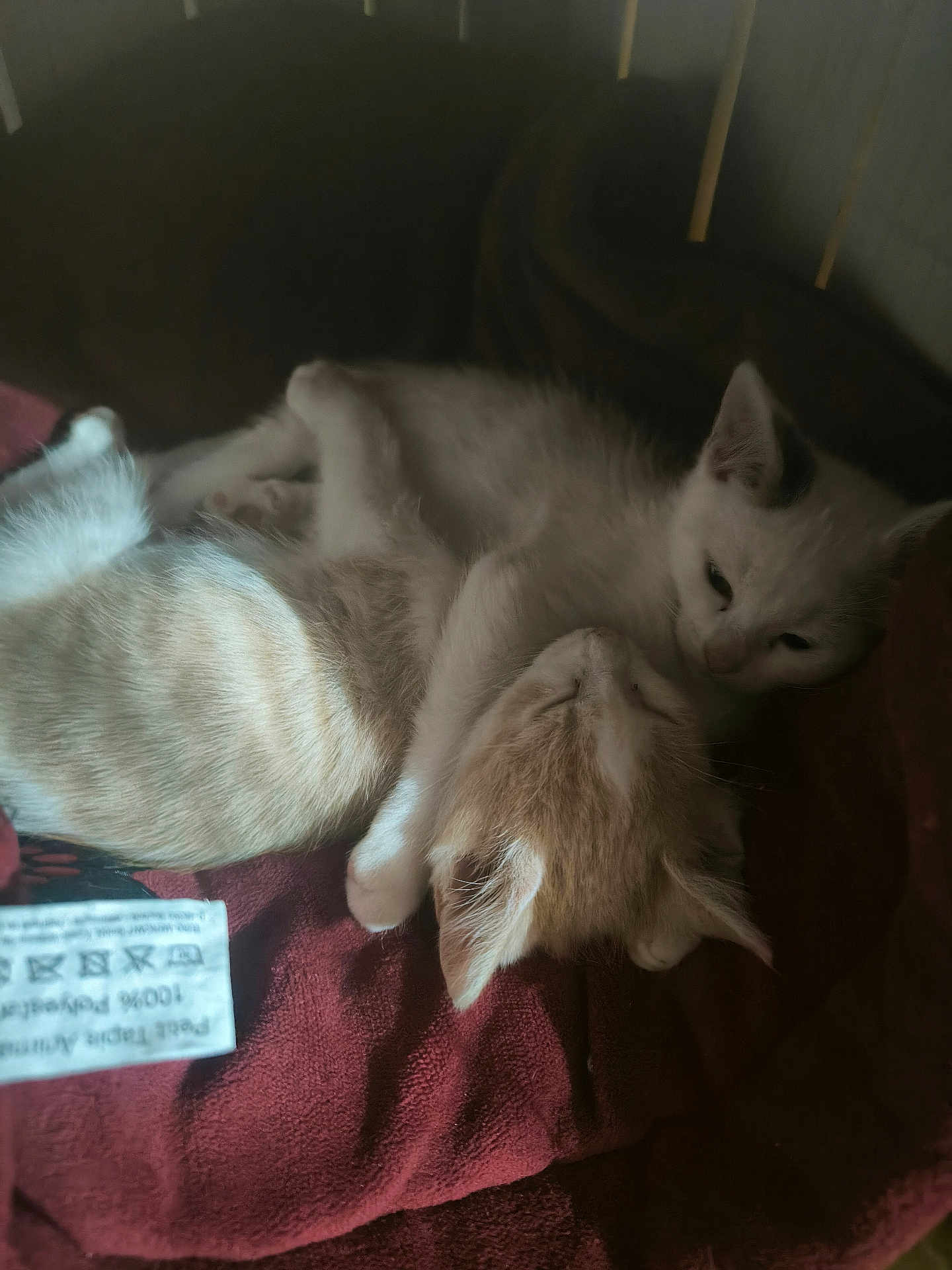 Noswie Et Renaud participe au concours pour gagner de l'argent avec cette photo : kitten, cat, animal, pet, cuddle, sleeping, fur, whiskers, ears, blanket, red, cozy, resting, cute, domestic, indoor, soft, two_animals, companion, closeup
