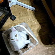 Snowy participe au concours pour gagner de l'argent avec cette photo : animal, black_spots, cat, closeup, container, curious, cute, domestic, flooring, furniture_leg, household, indoor, looking_up, pet, plastic_container, shadow, sitting, small_space, white_cat, wood_floor