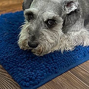Gus is registered to the contest to win money with this photo: animal, blue_rug, close_up, companion, cute, dog, domestic_animal, ear, eyes, face, floor, fur, indoors, lying_down, pet, portrait, schnauzer, snout, texture, wooden_floor