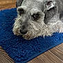 animal, blue_rug, close_up, companion, cute, dog, domestic_animal, ear, eyes, face, floor, fur, indoors, lying_down, pet, portrait, schnauzer, snout, texture, wooden_floor