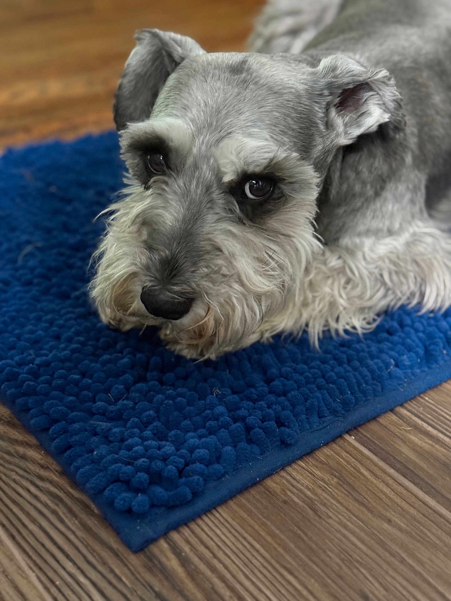 Gus