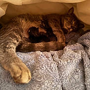 Stormy joined the competition — help win amazing prizes! cat, kitten, newborn, sleeping, towel, blanket, fur, animal, resting, mother, nursing, cozy, indoor, warm, cute, domestic_animal, mammal, pets, parent, comfort