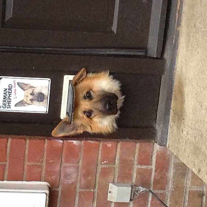 Apollo is registered to the contest to win money with this photo: