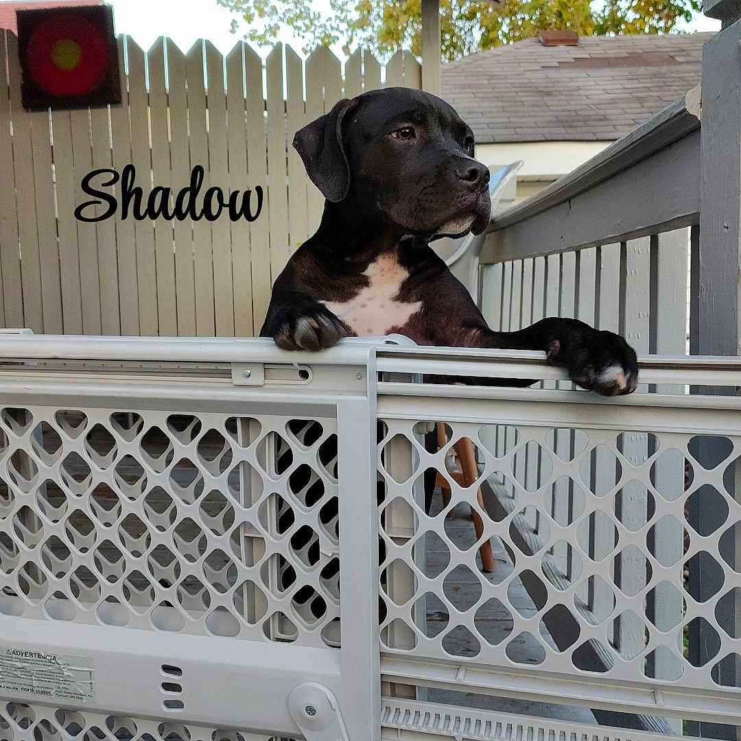 Shadow joined the competition — help win amazing prizes! animal, architecture, bird, boxer, building, bulldog, canine, dog, fence, hound, house, housing, light, outdoors, pet, pointer, porch, puppy, shelter, trafficlight
