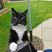 Socks is registered to the contest to win money with this photo: cat, black_and_white, animal, pet, outdoor, grass, wicker_chair, paw, curious, feline, backyard, greenery, cushion, domestic_cat, close_up, whiskers, ears, face, sitting, nature