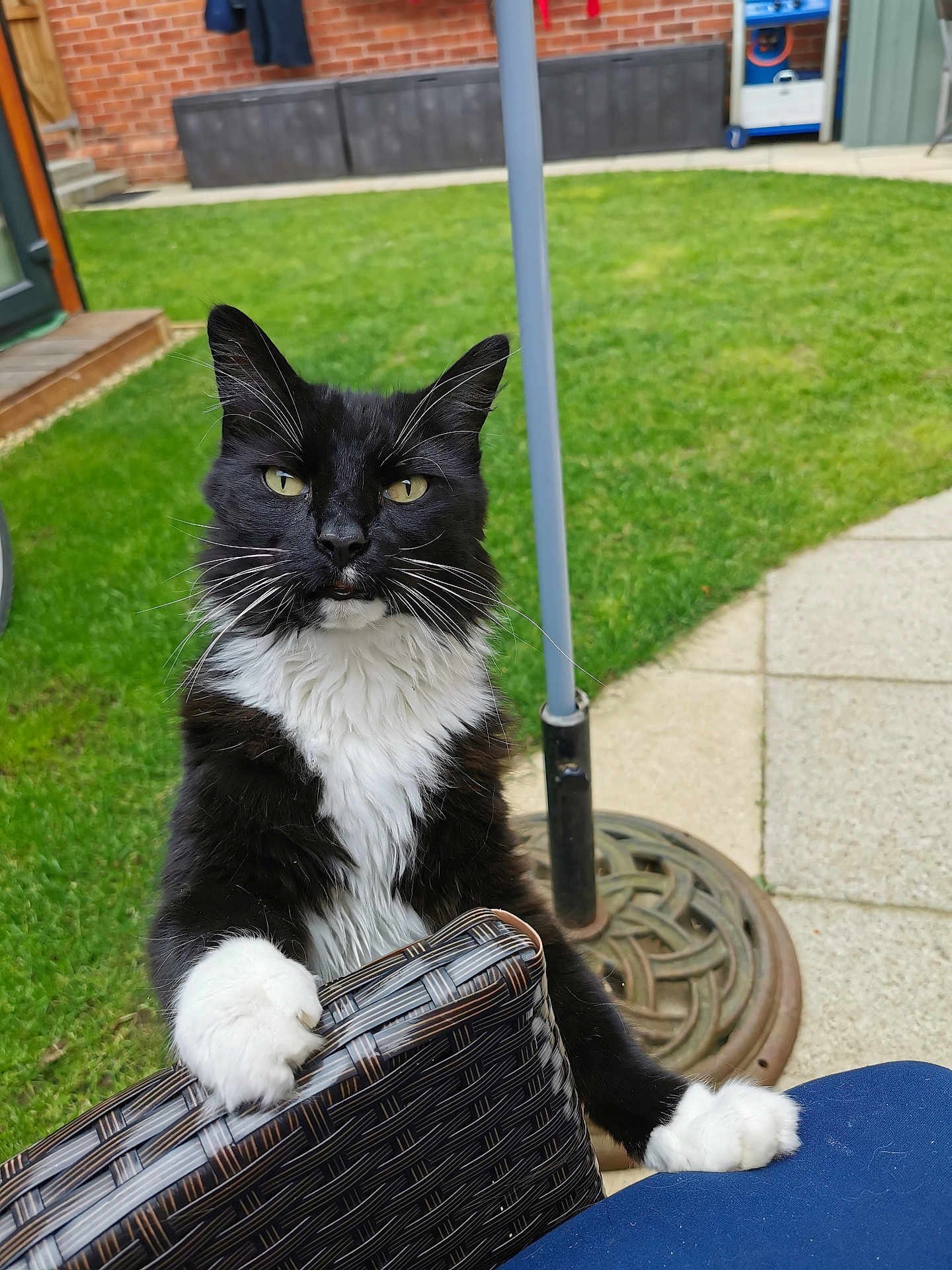 Socks is registered to the contest to win money with this photo: cat, black_and_white, animal, pet, outdoor, grass, wicker_chair, paw, curious, feline, backyard, greenery, cushion, domestic_cat, close_up, whiskers, ears, face, sitting, nature