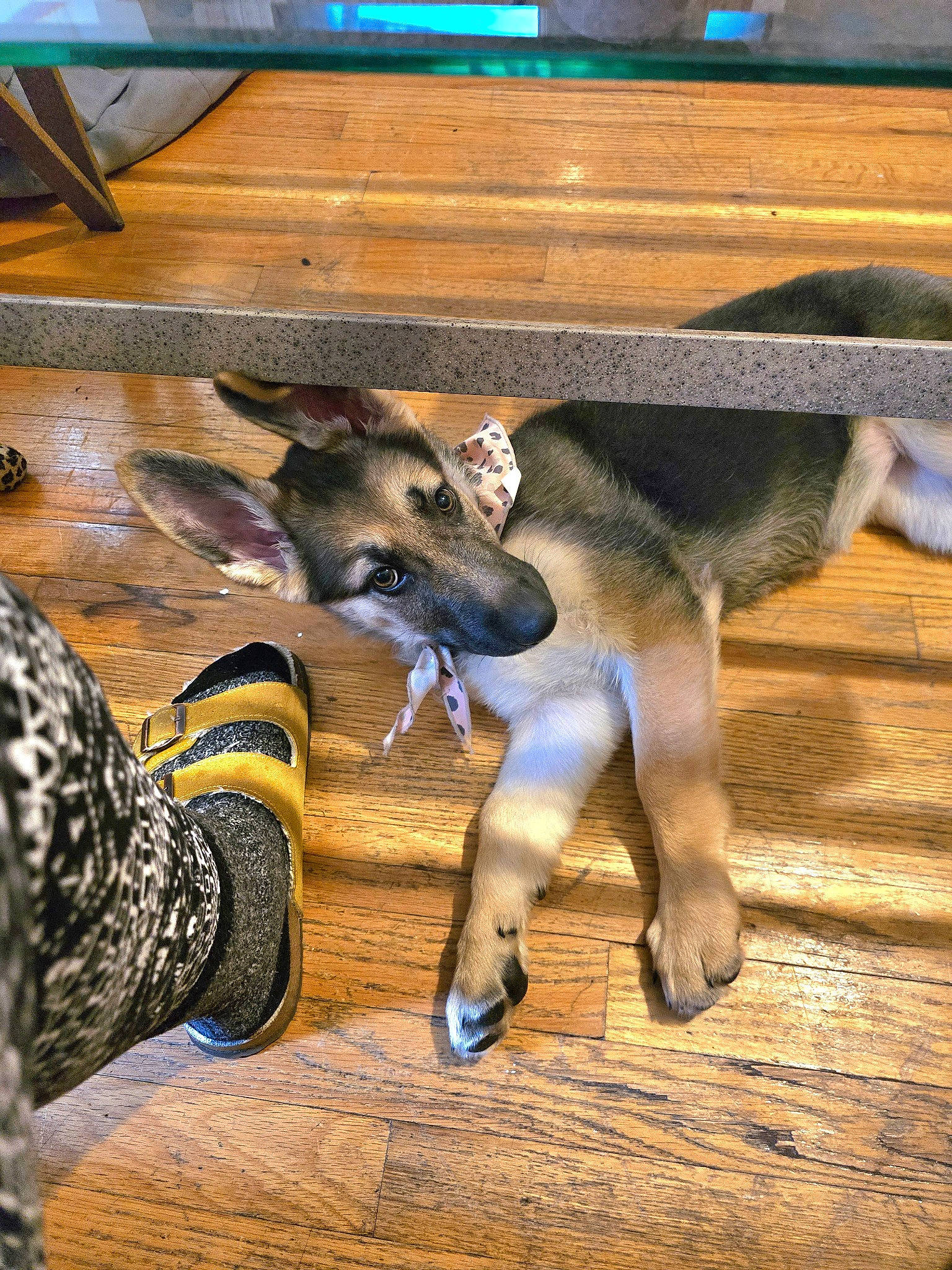 Roxy is registered to the contest to win money with this photo: canidae, carnivore, companion_dog, dog_breed, fawn, felidae, flooring, foot, fur, hardwood, human_leg, livestock, mammal, paw, snout, sporting_group, tail, terrestrial_animal, wood, working_animal