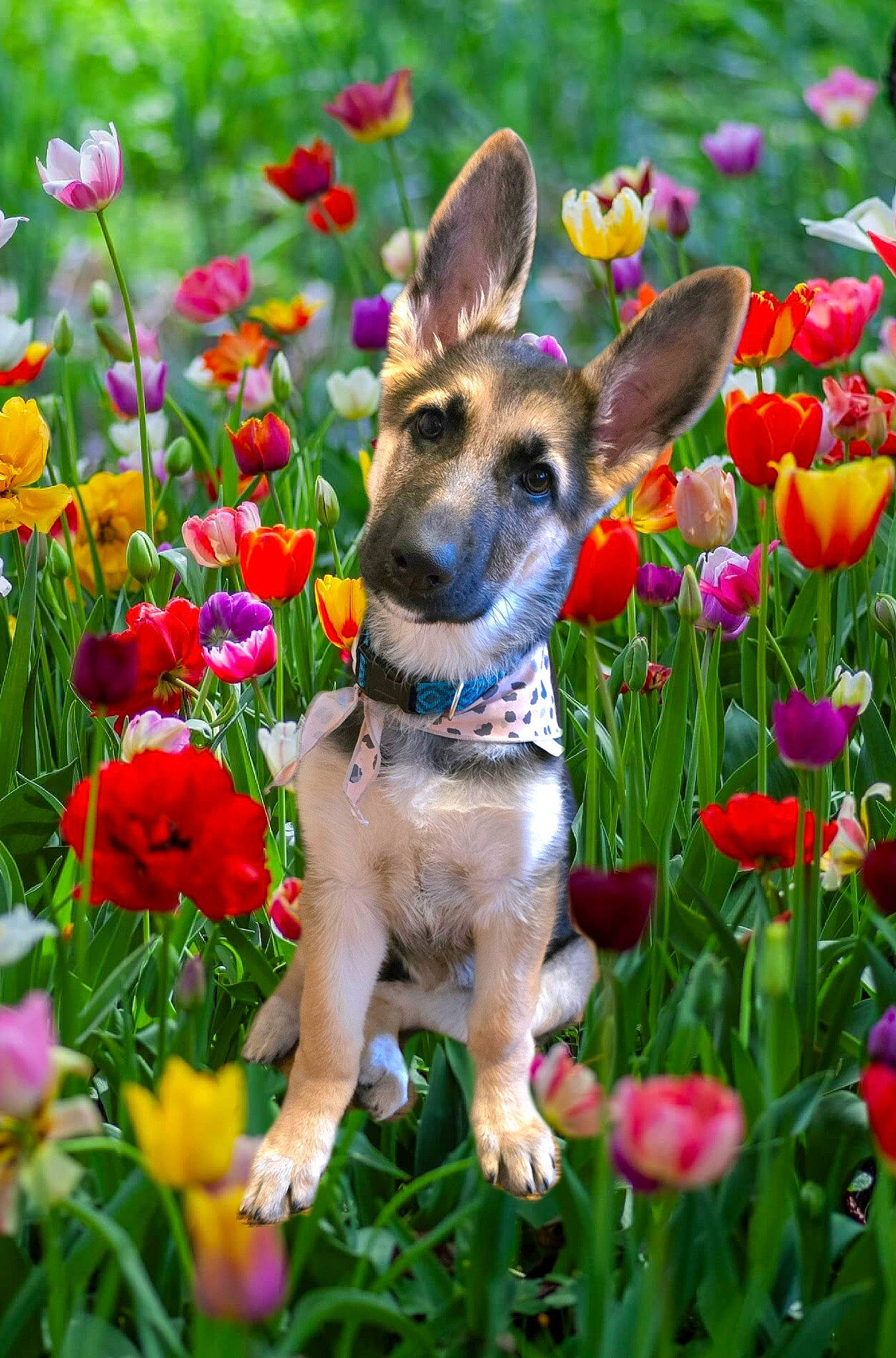 Roxy joined the competition — help win amazing prizes! annual_plant, botany, carnivore, collar, companion_dog, dog, dog_breed, fawn, flower, garden, grass, groundcover, herbaceous_plant, landscape, lawn, meadow, petal, plant, shrub, summer