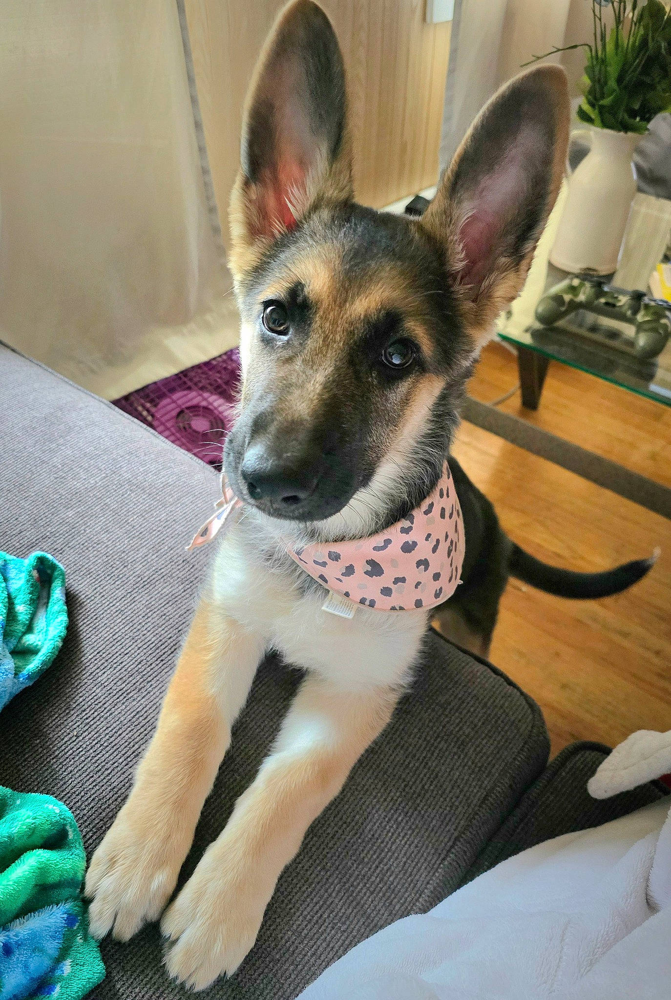 Roxy is registered to the contest to win money with this photo: canidae, carnivore, collar, comfort, companion_dog, dog, dog_breed, dog_supply, fawn, flooring, flowerpot, foot, houseplant, plant, snout, sporting_group, terrestrial_animal, whiskers, working_animal, working_dog