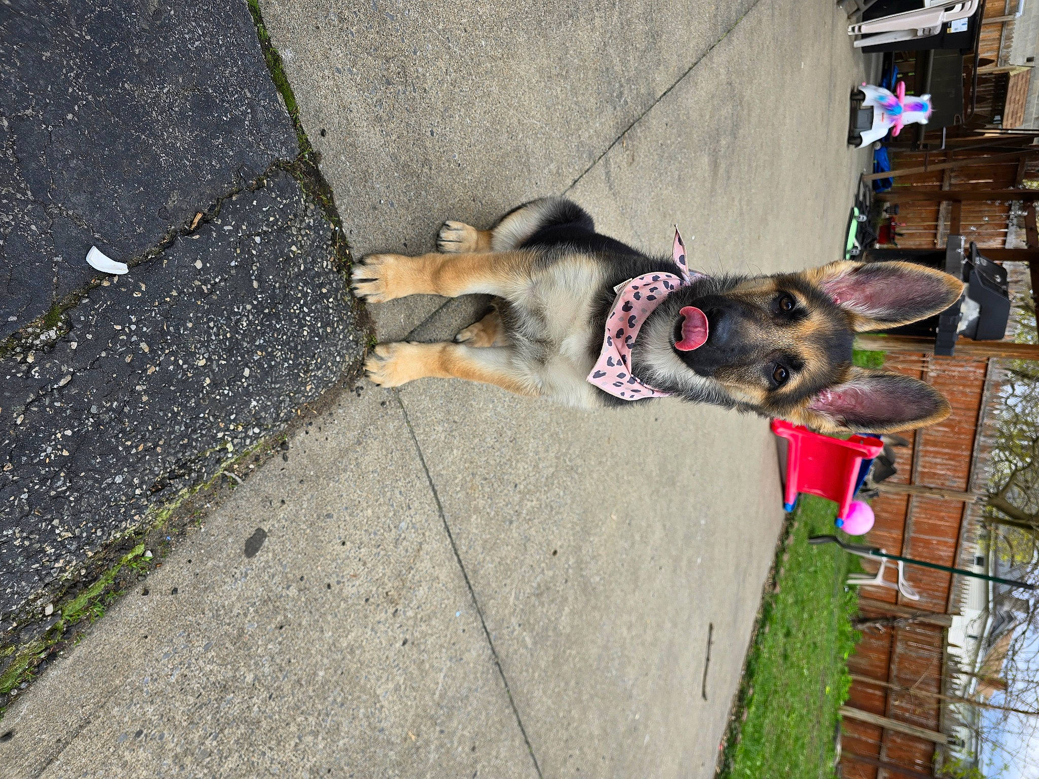 Roxy is registered to the contest to win money with this photo: asphalt, carnivore, collar, companion_dog, concrete, dog, dog_breed, dog_supply, fawn, fur, grass, leash, pet_supply, plant, road_surface, sidewalk, snout, sporting_group, tail, tar