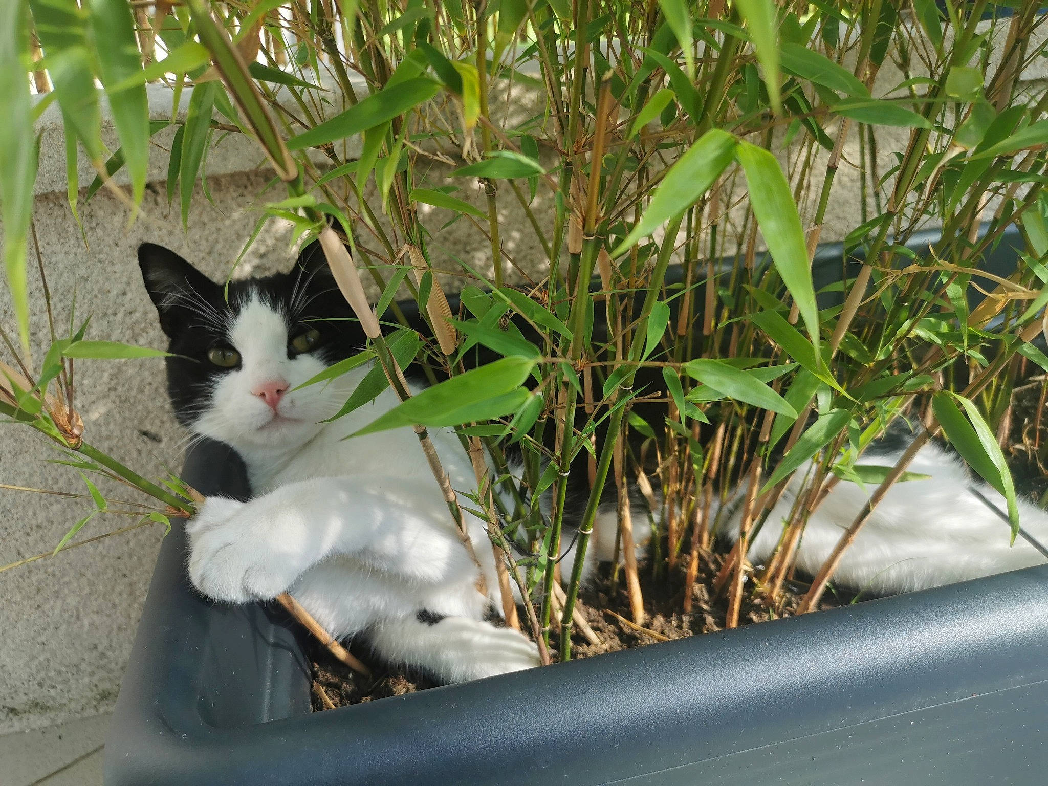 Plumo participe au concours pour gagner de l'argent avec cette photo : aegean_cat, carnivore, cat, domestic_short_haired_cat, felidae, grass, grass_family, organism, plant, small_to_medium_sized_cats, tail, tree, whiskers