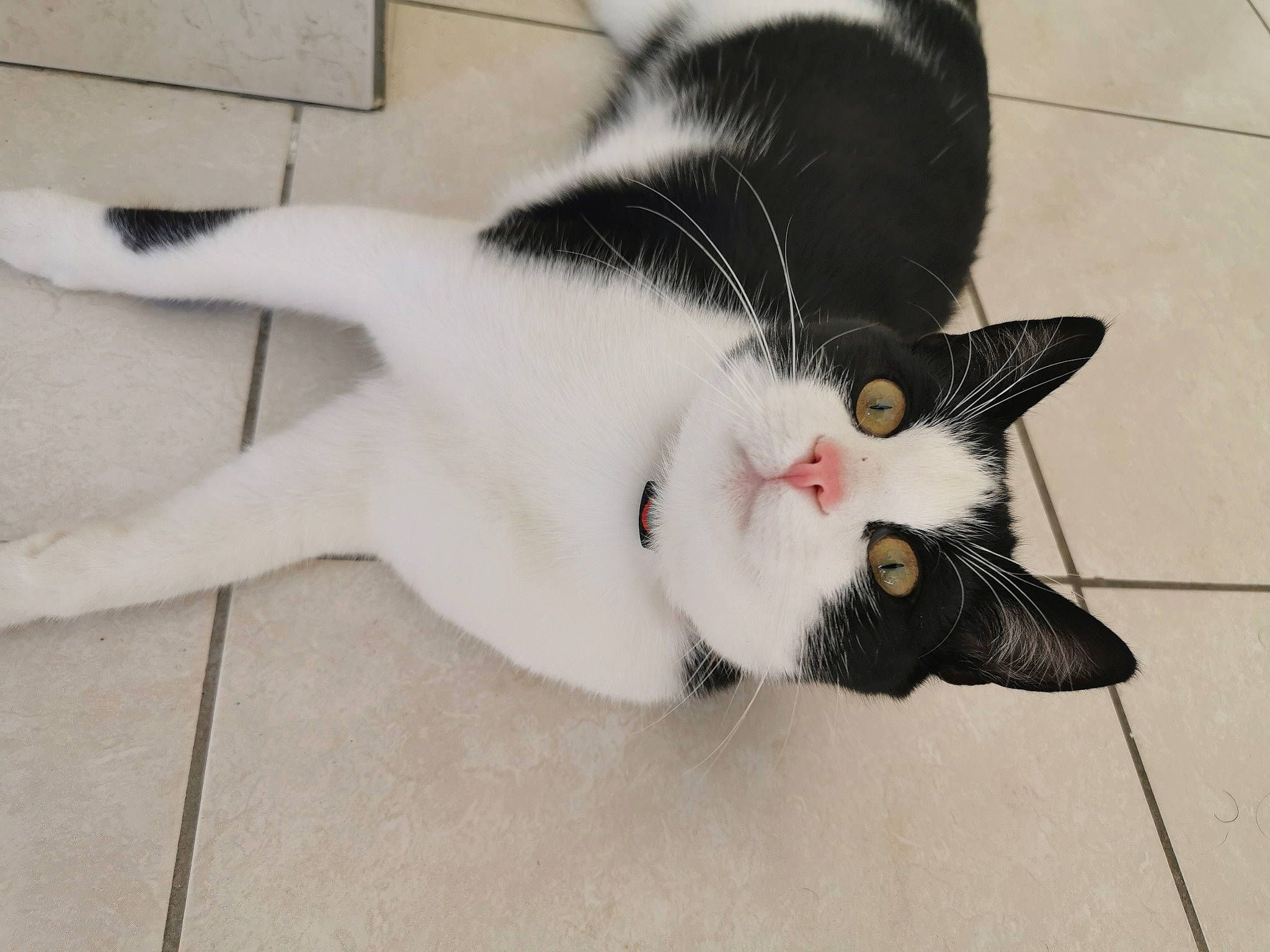 Plumo participe au concours pour gagner de l'argent avec cette photo : aegean_cat, black_cat, carnivore, cat, claw, domestic_short_haired_cat, ear, felidae, fur, japanese_bobtail, kitten, leg, paw, polydactyl_cat, small_to_medium_sized_cats, snout, tail, whiskers