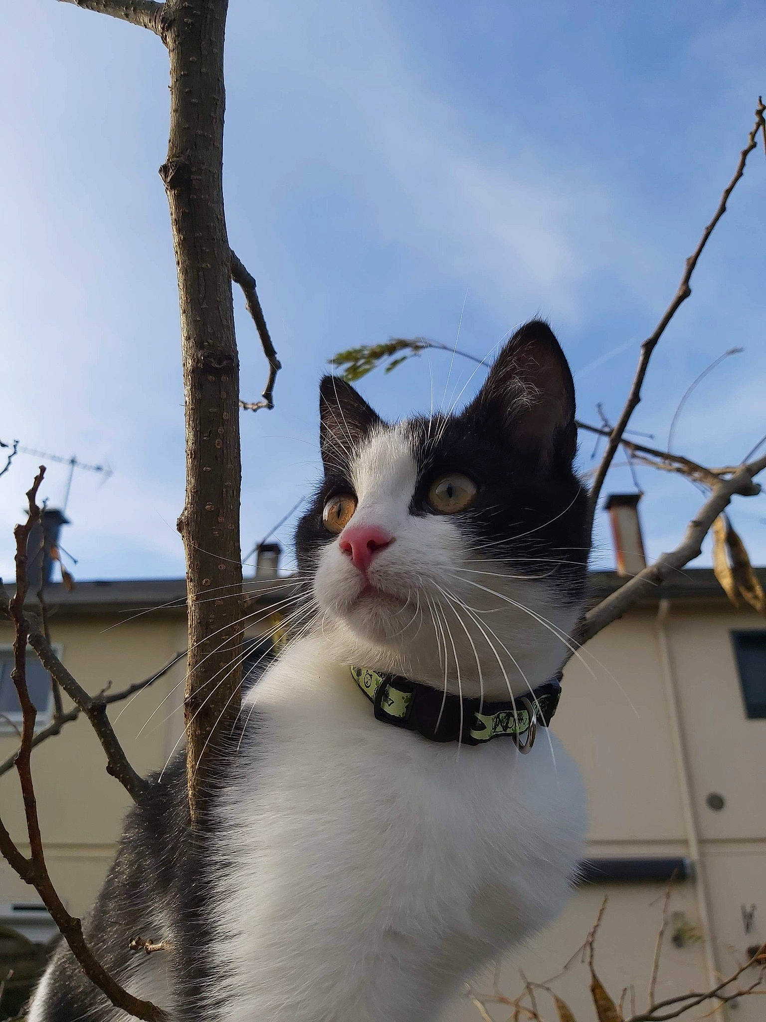 Plumo participe au concours pour gagner de l'argent avec cette photo : aegean_cat, american_wirehair, black_and_white, branch, carnivore, cat, domestic_short_haired_cat, felidae, fur, kitten, norwegian_forest_cat, plant, sky, small_to_medium_sized_cats, snout, tree, turkish_van, whiskers, woody_plant