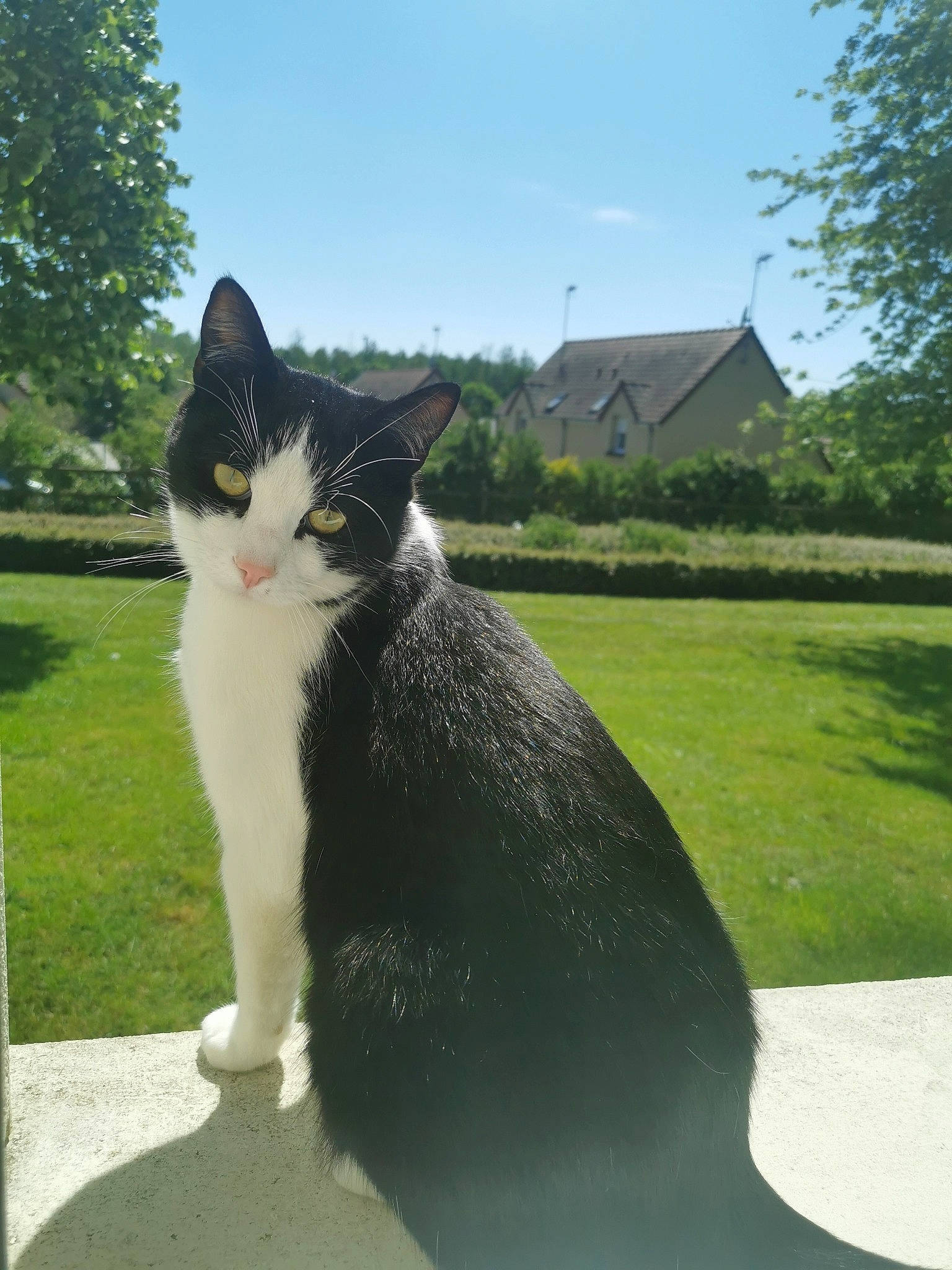 Plumo a rejoint le concours — aidez-le/la à gagner de superbes lots ! aegean_cat, carnivore, cat, domestic_short_haired_cat, european_shorthair, felidae, garden, grass, home, house, lawn, plant, polydactyl_cat, small_to_medium_sized_cats, snout, tail, tree, whiskers, window