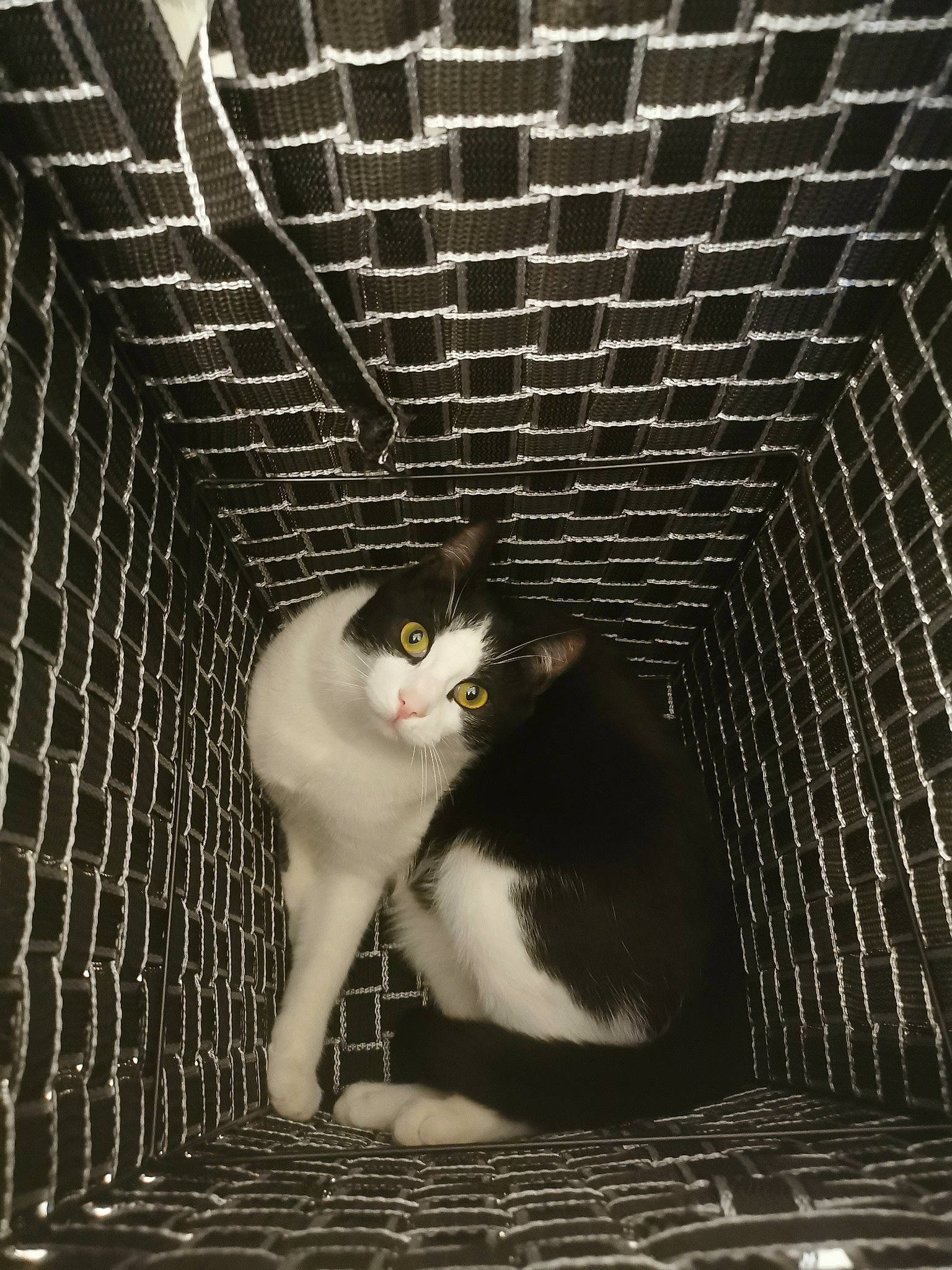 Plumo a rejoint le concours — aidez-le/la à gagner de superbes lots ! aegean_cat, animal_shelter, black_and_white, black_cat, carnivore, cat, domestic_short_haired_cat, european_shorthair, eye, felidae, fur, monochrome, norwegian_forest_cat, small_to_medium_sized_cats, tail, whiskers