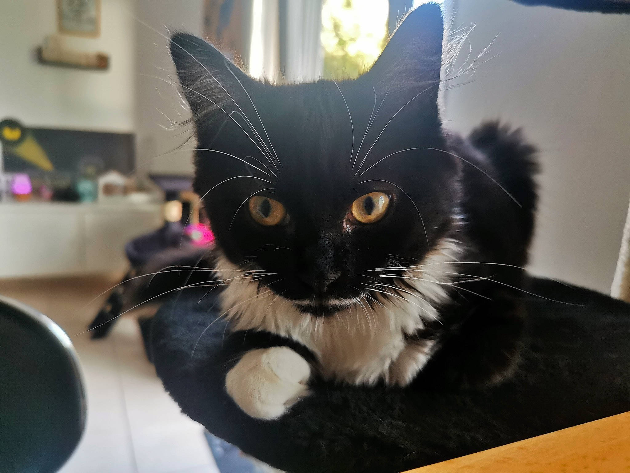 Moustache a rejoint le concours — aidez-le/la à gagner de superbes lots ! american_shorthair, asian, black, black_cat, carnivore, cat, domestic_long_haired_cat, domestic_short_haired_cat, ear, european_shorthair, felidae, fur, kitten, mammal, small_to_medium_sized_cats, whiskers