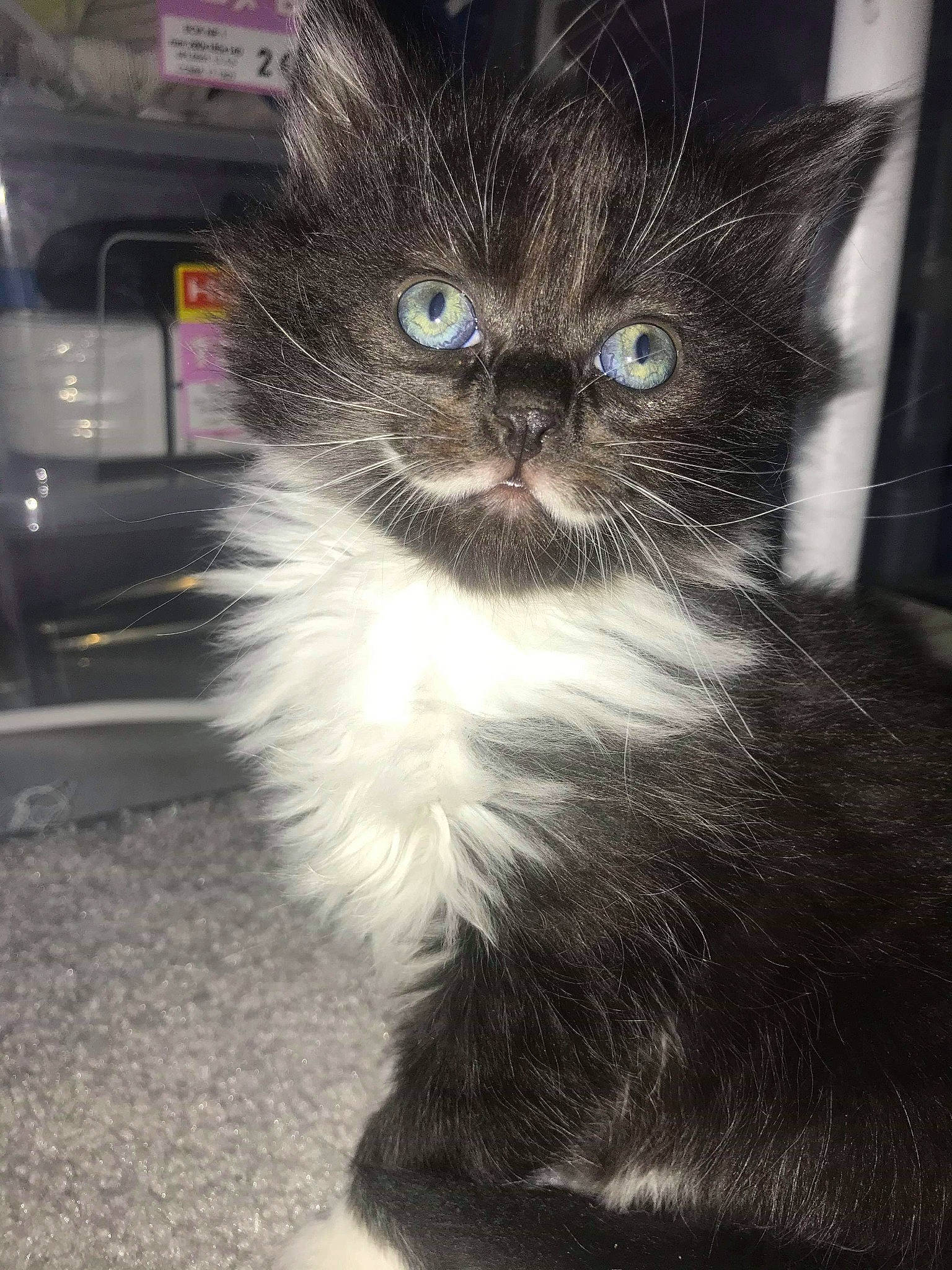 Moustache a rejoint le concours — aidez-le/la à gagner de superbes lots ! asian, asian_semi_longhair, black_cat, carnivore, cat, domestic_long_haired_cat, domestic_short_haired_cat, eye, fawn, felidae, fur, kitten, mammal, norwegian_forest_cat, polydactyl_cat, small_to_medium_sized_cats, snout, vertebrate, whiskers