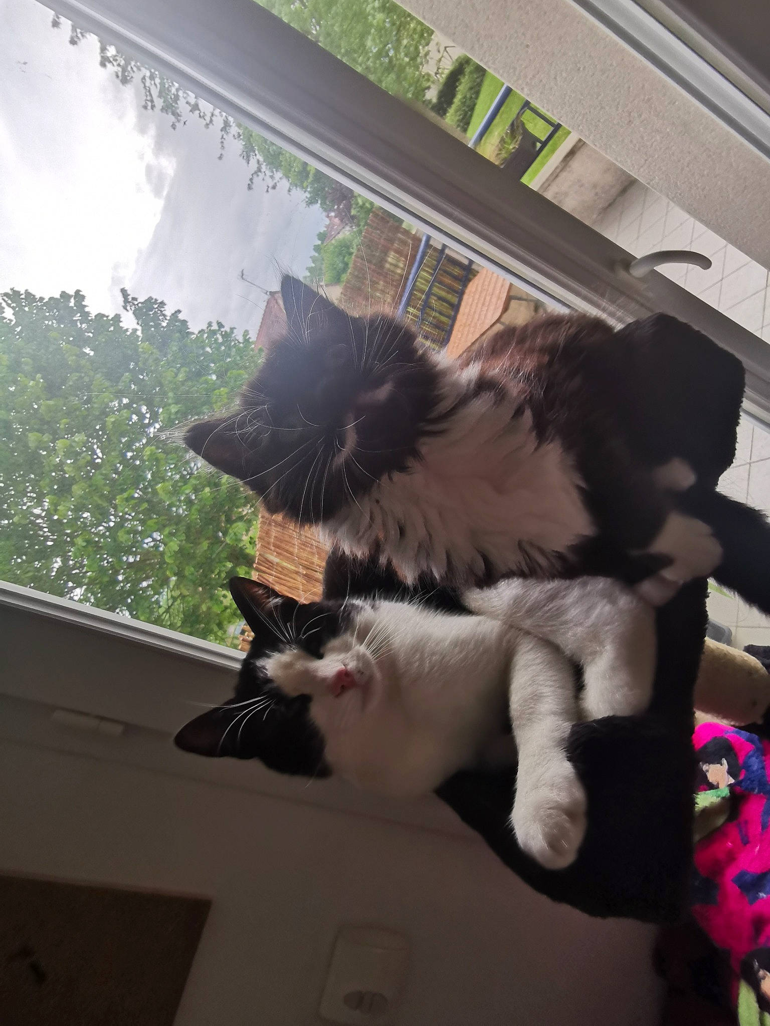 Moustache participe au concours pour gagner de l'argent avec cette photo : canidae, carnivore, cat, felidae, fur, kitten, norwegian_forest_cat, small_to_medium_sized_cats, tail, whiskers