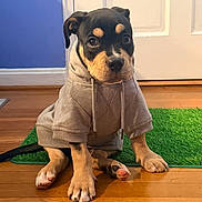 Mugsy is registered to the contest to win money with this photo: puppy, dog, hoodie, clothing, portrait, sitting, indoor, wooden_floor, green_rug, blue_wall, white_door, brown_fur, black_fur, tan_markings, paws, eyes, pet, cute, home, looking_at_camera