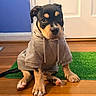 puppy, dog, hoodie, clothing, portrait, sitting, indoor, wooden_floor, green_rug, blue_wall, white_door, brown_fur, black_fur, tan_markings, paws, eyes, pet, cute, home, looking_at_camera