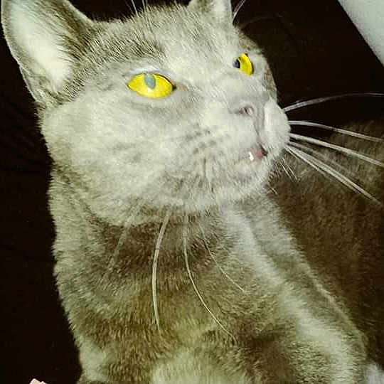 Pepper is registered to the contest to win money with this photo: american_shorthair, american_wirehair, asian, british_shorthair, carnivore, cat, close_up, domestic_short_haired_cat, ear, european_shorthair, eye, felidae, fur, kitten, mammal, nose, polydactyl_cat, small_to_medium_sized_cats, snout, whiskers