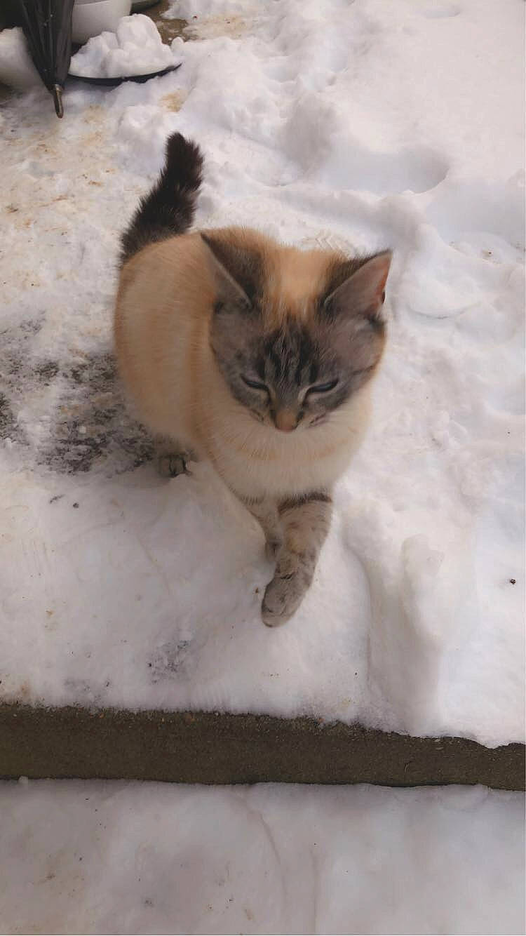 Bunny participe au concours pour gagner de l'argent avec cette photo : canidae, carnivore, cat, dog_breed, domestic_short_haired_cat, fawn, felidae, freezing, fur, paw, small_to_medium_sized_cats, snout, snow, sporting_group, tail, terrestrial_animal, whiskers, wildlife, winter, wood