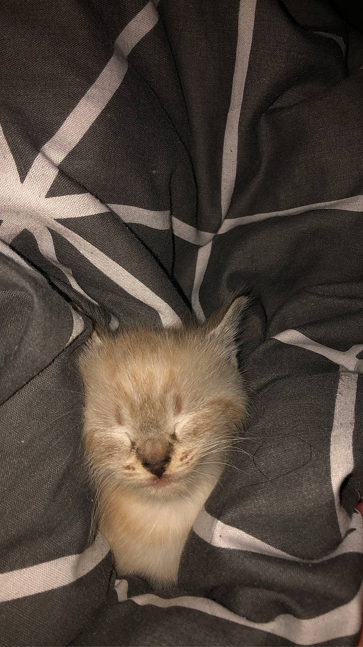 Bunny participe au concours pour gagner de l'argent avec cette photo : canidae, carnivore, cat, claw, comfort, darkness, fashion_accessory, fawn, felidae, fur, grey, linens, nap, pattern, paw, ragdoll, small_to_medium_sized_cats, tail, terrestrial_animal, whiskers