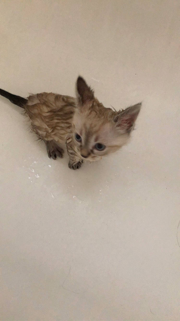 Bunny participe au concours pour gagner de l'argent avec cette photo : art, carnivore, cat, claw, domestic_short_haired_cat, fawn, felidae, fur, small_to_medium_sized_cats, snout, tail, terrestrial_animal, whiskers, wildlife, wing