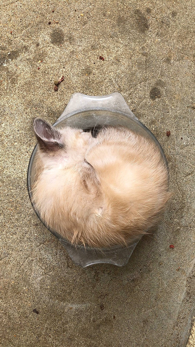 Bunny a rejoint le concours — aidez-le/la à gagner de superbes lots ! canidae, carnivore, cat, claw, comfort, dog_breed, fawn, felidae, fur, musical_instrument, nap, paw, siamese, small_to_medium_sized_cats, snout, sporting_group, tail, terrestrial_animal, whiskers, wildlife