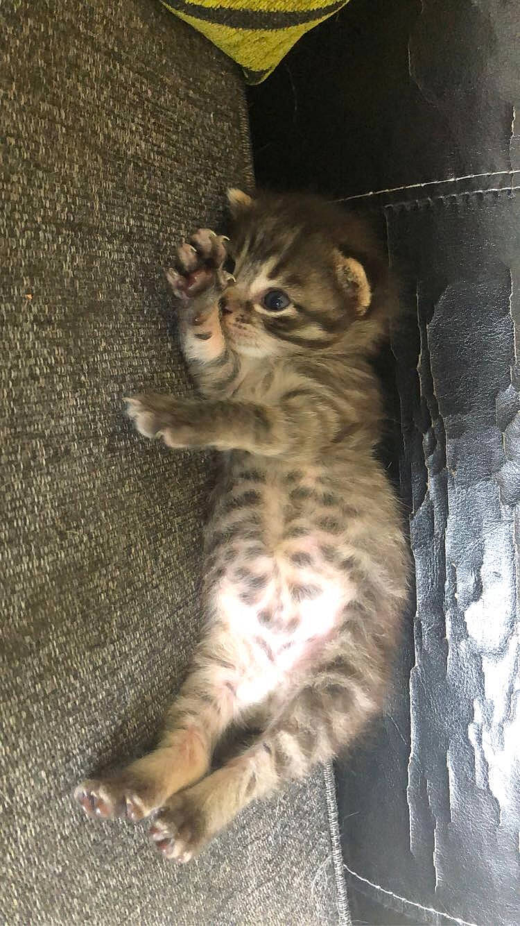 Jager a rejoint le concours — aidez-le/la à gagner de superbes lots ! carnivore, cat, claw, darkness, domestic_short_haired_cat, door, felidae, fur, organism, paw, sitting, small_to_medium_sized_cats, snout, tail, terrestrial_animal, whiskers, wildlife