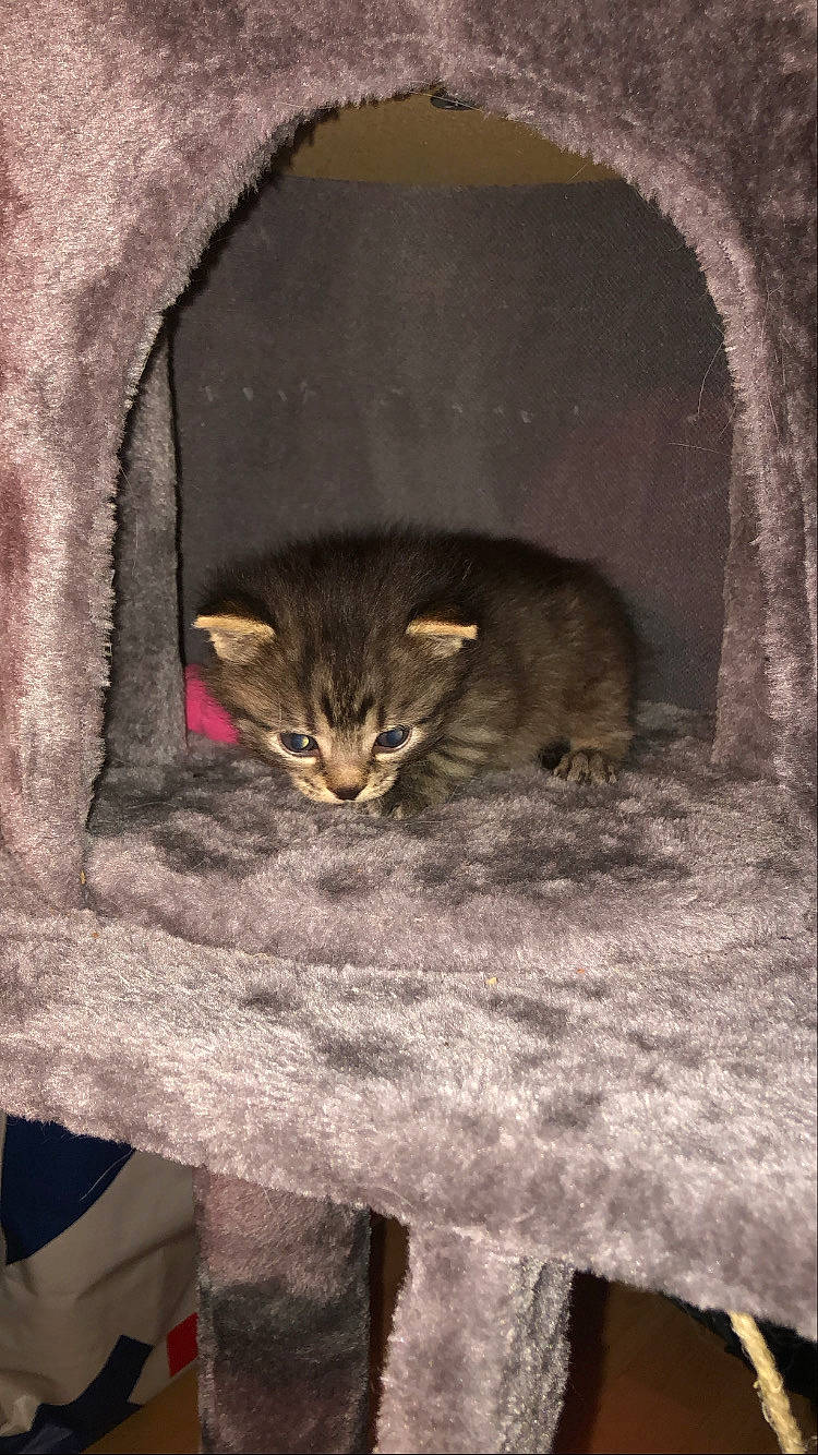 Jager a rejoint le concours — aidez-le/la à gagner de superbes lots ! big_cats, brown, carnivore, cat, darkness, domestic_short_haired_cat, fawn, felidae, fur, grey, mammal, sleeve, small_to_medium_sized_cats, snout, tail, terrestrial_animal, vertebrate, whiskers, window, wood