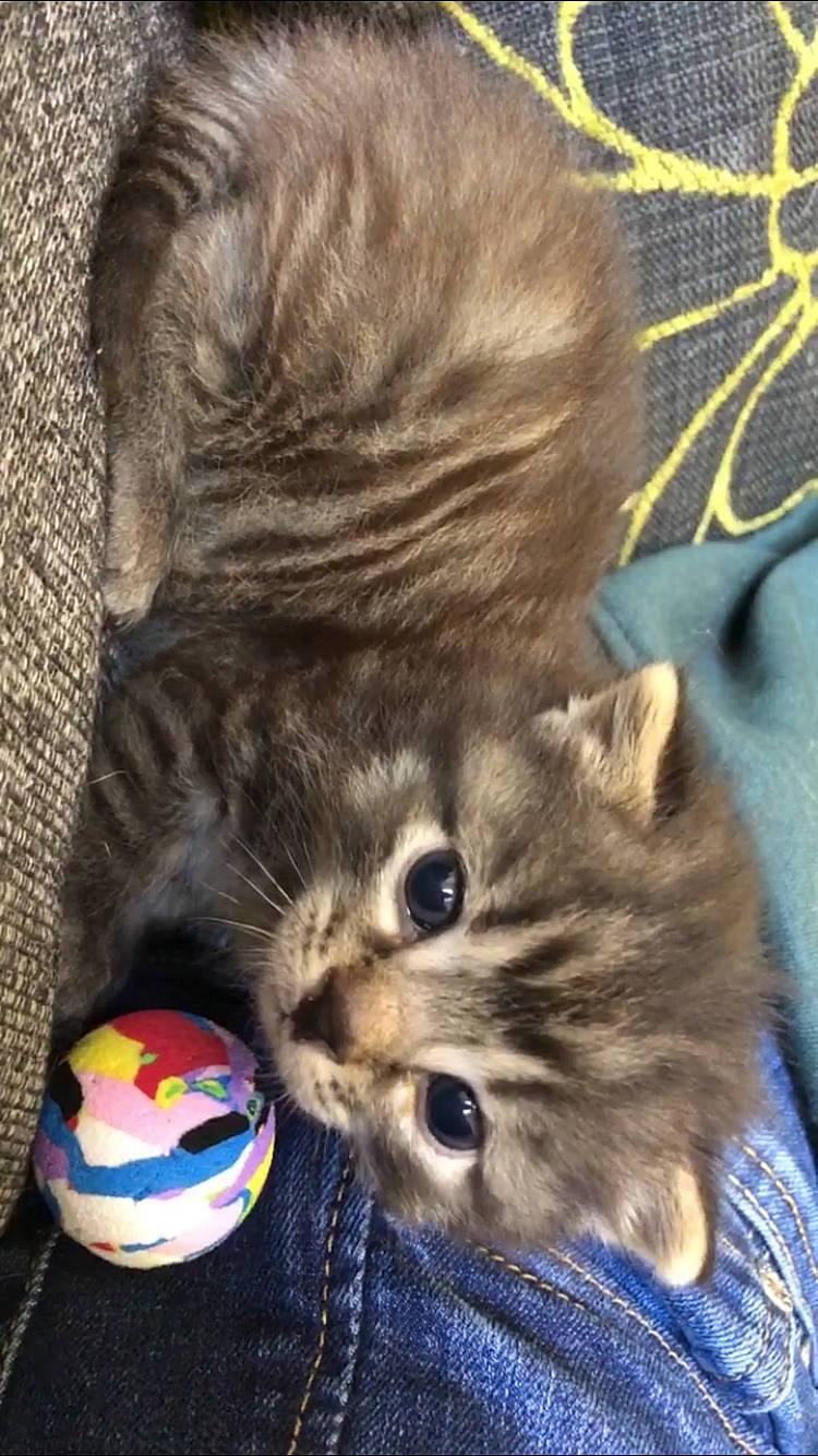 Jager a rejoint le concours — aidez-le/la à gagner de superbes lots ! ball, british_longhair, carnivore, cat, claw, companion_dog, domestic_short_haired_cat, electric_blue, fawn, felidae, fur, paw, photo_caption, small_to_medium_sized_cats, soccer_ball, sports_equipment, tail, terrestrial_animal, whiskers, wildlife