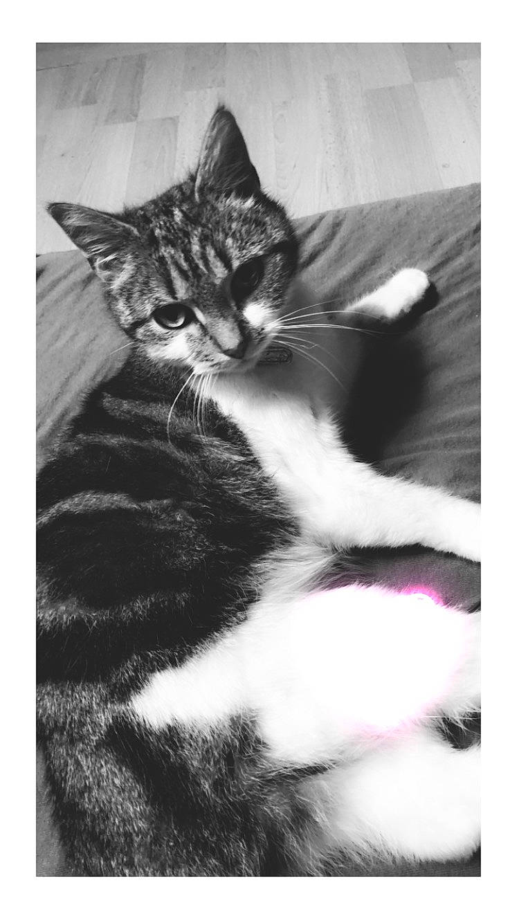 Gnoki participe au concours pour gagner de l'argent avec cette photo : black_and_white, carnivore, cat, claw, comfort, domestic_short_haired_cat, felidae, foot, fur, monochrome, monochrome_photography, paw, sitting, small_to_medium_sized_cats, snout, stock_photography, style, tail, whiskers