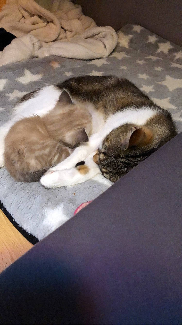 Gnoki a rejoint le concours — aidez-le/la à gagner de superbes lots ! canidae, carnivore, cat, comfort, companion_dog, dog_breed, domestic_short_haired_cat, fawn, felidae, fur, hardwood, linens, nap, paw, small_to_medium_sized_cats, snout, sporting_group, tail, whiskers, wood