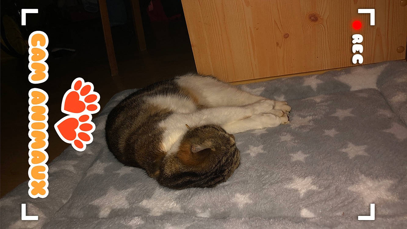 Gnoki participe au concours pour gagner de l'argent avec cette photo : canidae, carnivore, cat, comfort, dog_breed, domestic_short_haired_cat, fawn, felidae, flooring, font, fur, hardwood, nap, paw, small_to_medium_sized_cats, snout, tail, terrestrial_animal, whiskers, wood