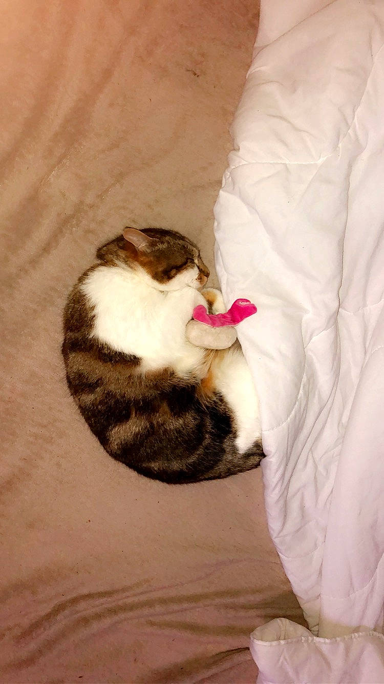 Gnoki participe au concours pour gagner de l'argent avec cette photo : bed, canidae, carnivore, cat, claw, comfort, companion_dog, dog_breed, domestic_short_haired_cat, eye, fawn, felidae, fur, linens, paw, small_to_medium_sized_cats, snout, stuffed_toy, tail, whiskers