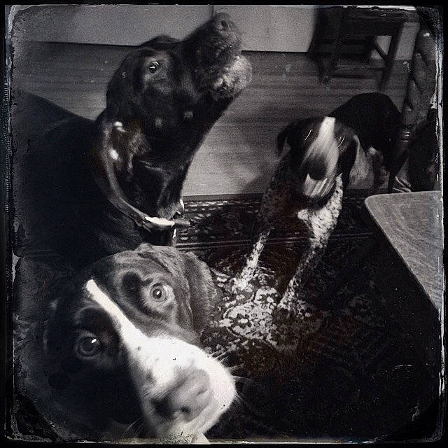 Sadie is registered to the contest to win money with this photo: beauty, black, canidae, carnivore, companion_dog, dog, dog_breed, fur, liver, monochrome, monochrome_photography, pet_supply, rectangle, snout, sporting_group, style, tints_and_shades, vertebrate, whiskers, working_animal